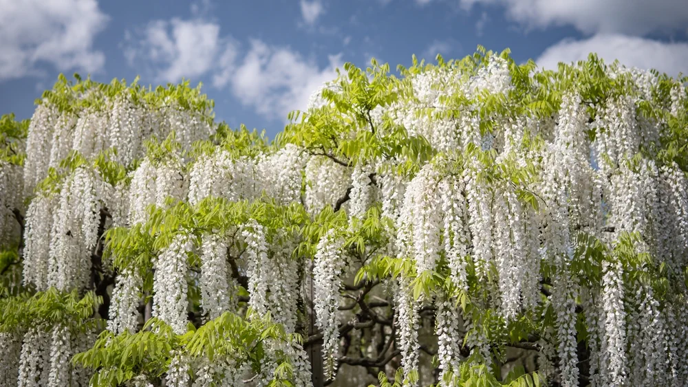 White Color of Wisteria at Ashikaga Flower Park Tochigi Prefecture, Japan