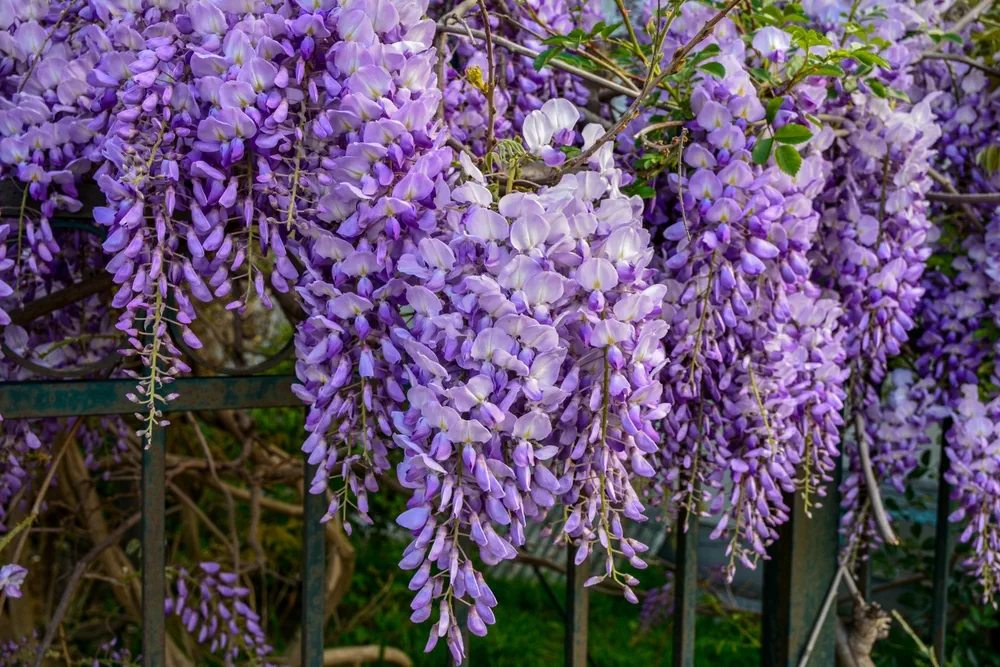 Blooming violet Wisteria Sinensis. Beautiful Prolific tree with scented, classic purple flowers in hanging racemes. Blue Chinese Glicinia is a species of flowering plant in the pea family, Fabaceae.