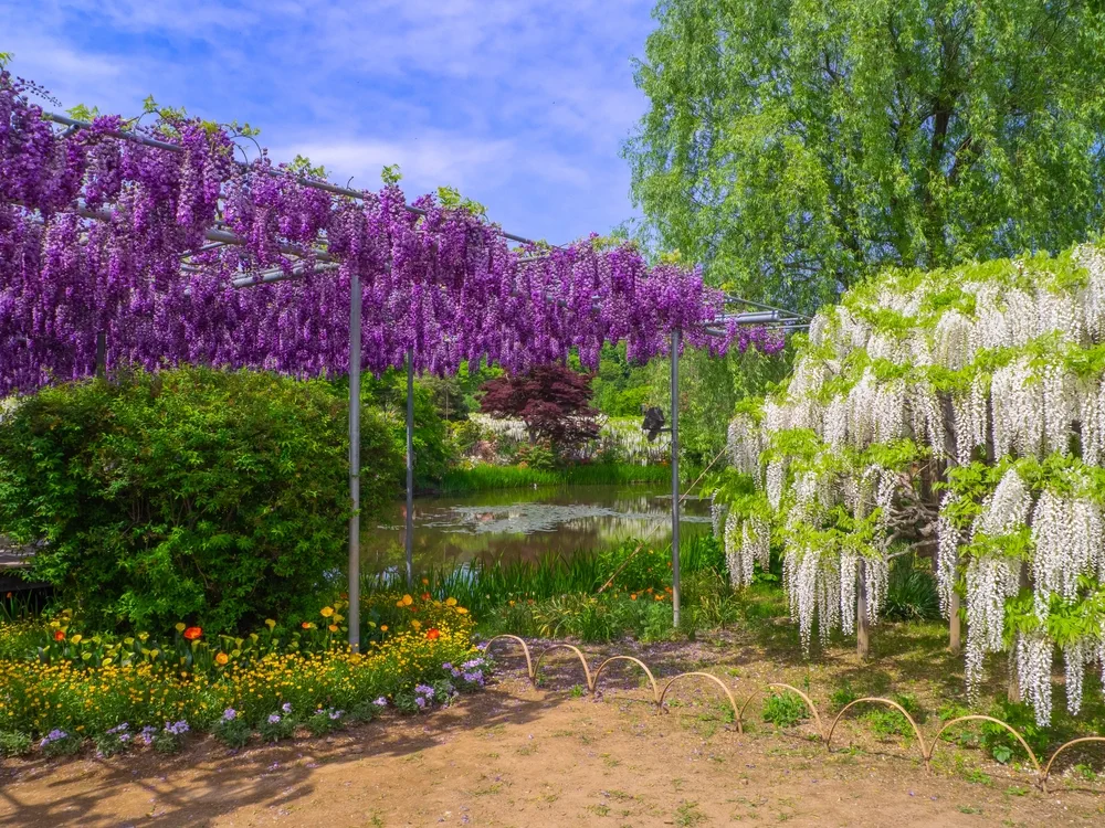 Double flowered Japanese wisteria trellis and white Japanese wisteria tree (Ashikaga, Tochigi, Japan)