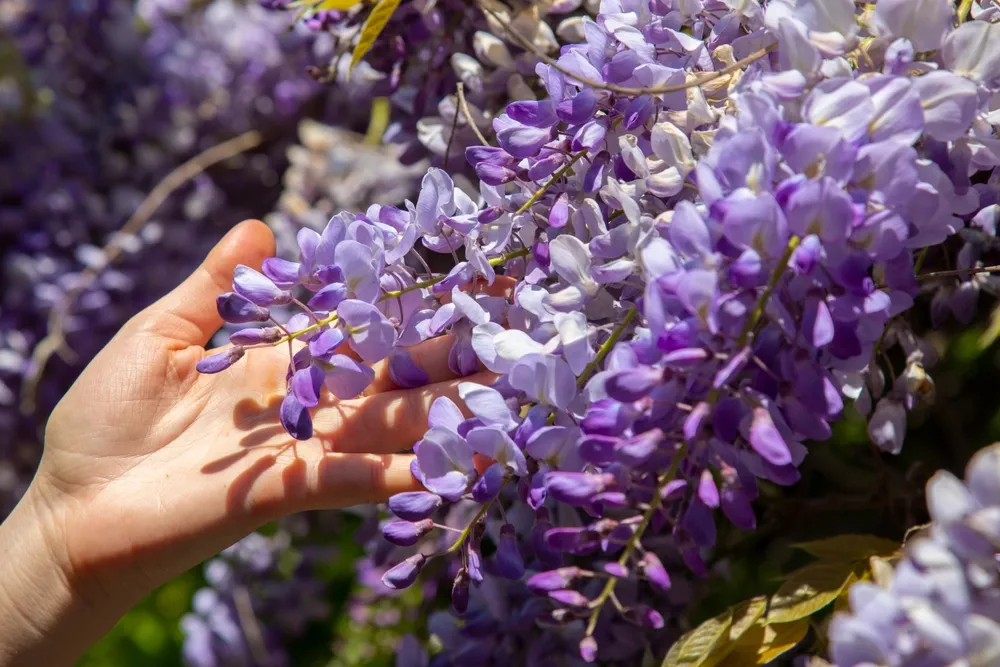 Clusters of wisteria flowers in summer , Wistaria sinensis