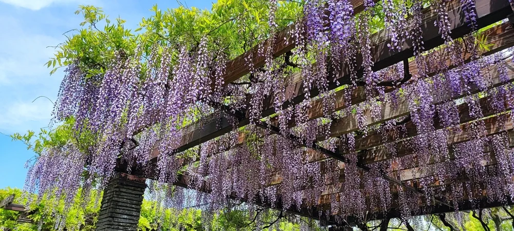 The Wisteria garden pergola in Ohorikoen (Ohori Park), Fukuoka, Japan