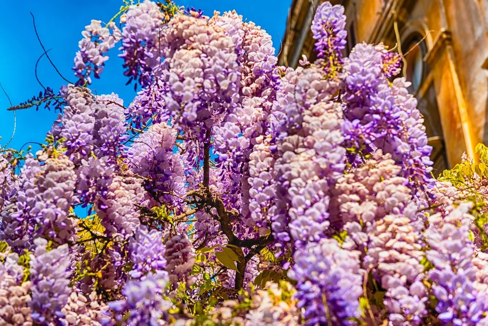 Beautiful purple wisteria flowers in spring, shot in Rome, Italy
