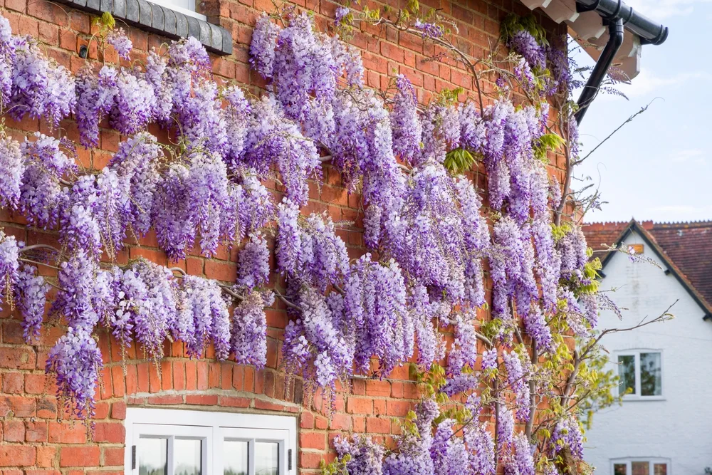 Beautiful hanging wisteria flowers on a gorgeous day at Kawachi Wisteria Garden in Kitakyushu, Japan.