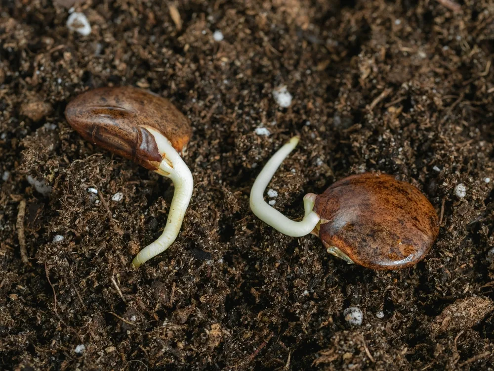 Wisteria seeds with a small roots is planted in the ground, close-up.