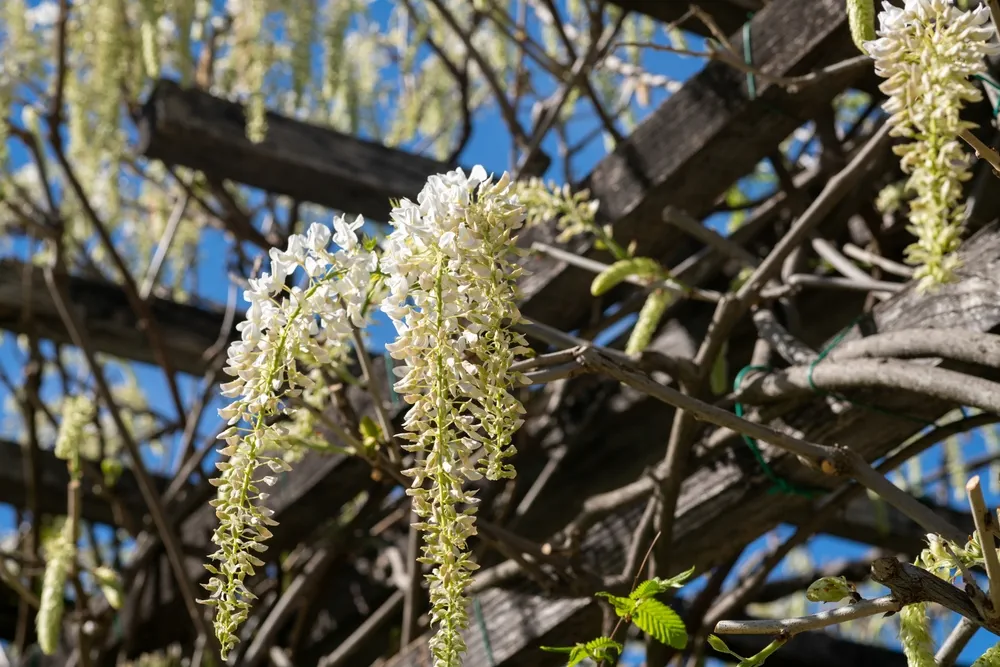 In spring the wisteria blooms, the white-petaled flowers descend in clusters from the pergola into the flower garden. the plant in the parks creates a scenographic flowery background.