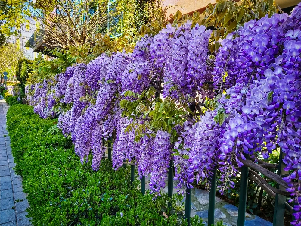 Spring flowers wisteria. Flowering tree blooming in sunset garden. Beautiful flowers tunnel blossom in Japanese park.