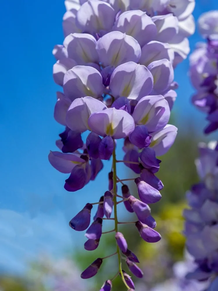 Japanese wisteria (Ashikaga, Tochigi, Japan). Blooming violet Wisteria Synesis. Purple-flowered trees. Blue Chinese wisteria is a species of flowering plant in the pea and Fabaceae family.
