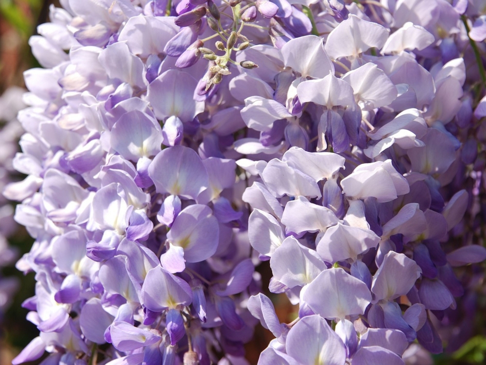 Japanese wisteria (Ashikaga, Tochigi, Japan). Blooming violet Wisteria Synesis. Purple-flowered trees. Blue Chinese wisteria is a species of flowering plant in the pea and Fabaceae family.