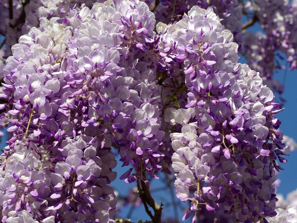 Japanese wisteria (Ashikaga, Tochigi, Japan). Blooming violet Wisteria Synesis. Purple-flowered trees. Blue Chinese wisteria is a species of flowering plant in the pea and Fabaceae family.