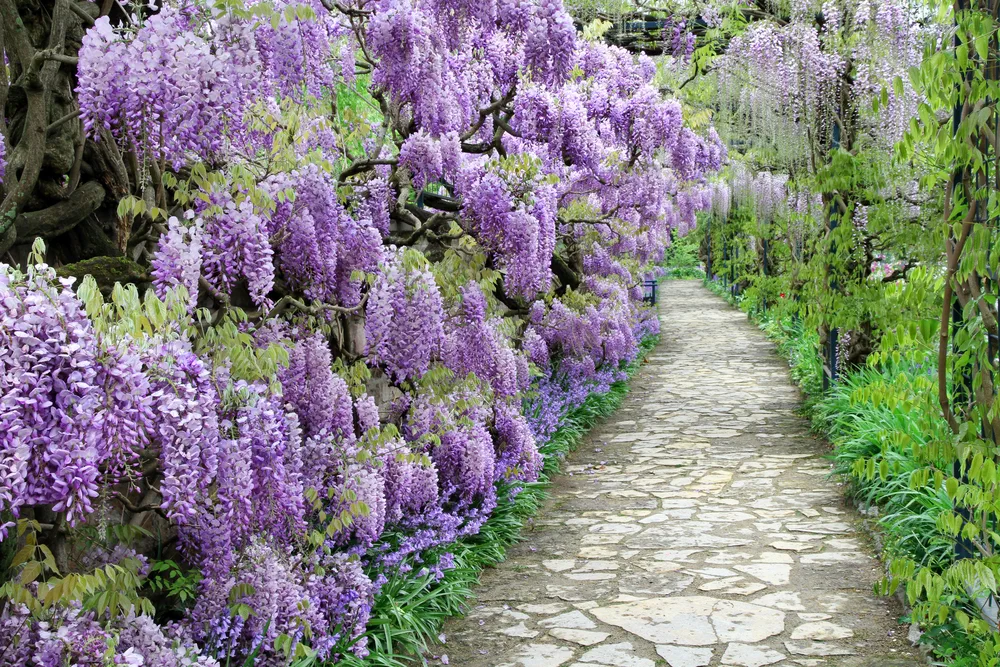 The great garden blooming wisteria blossoms in Spring