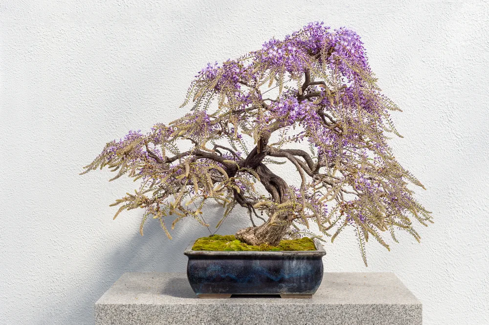 Blooming Japanese Wisteria Bonsai with pink flowers (Wisteria floribunda)