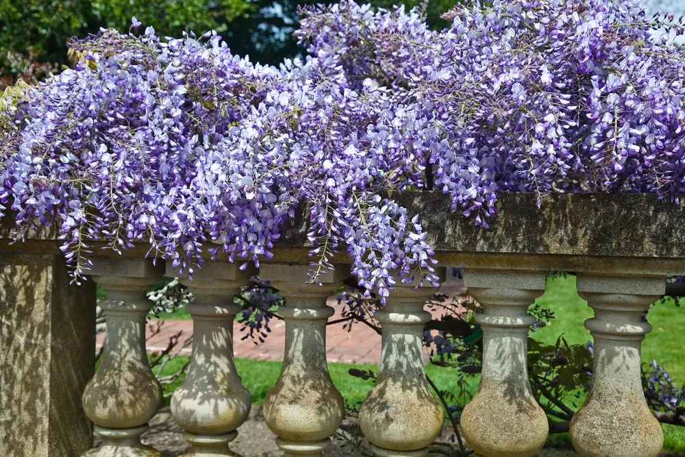Wisteria is a genus of flowering plants in the pea family, Fabaceae.