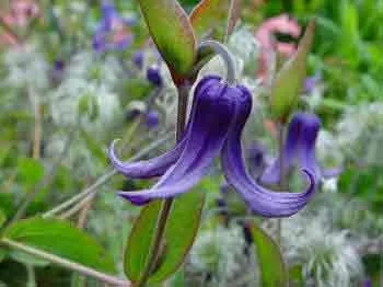 The herbaceous perennial clematis recta