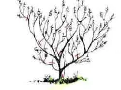 basic Acer showing where pruning should take place