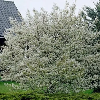 Amelanchier Lamarckii Bush