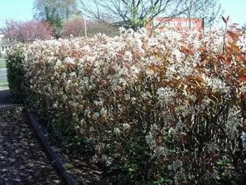 Amelanchier Lamarckii Hedge
