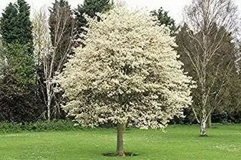Amelanchier Lamarckii Tree