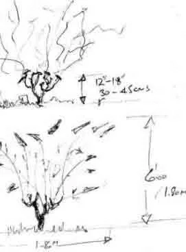 Drawing of pruning cuts - Buddleia