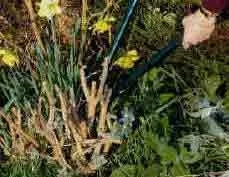 Show how hard a Buddleia should be pruned