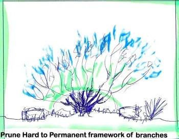Pruning Hard Caryopteris x clandonensis