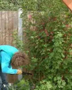 A two year old Ribes being given the hard pruning treatment.