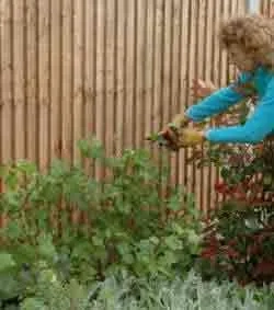 Pruning Ribes complete - just stand back and watch it grow. Prune it like this every year.