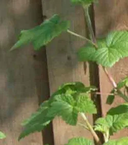 After just two weeks, the pruning ribes operation brings results - with around 15cm of new growth.