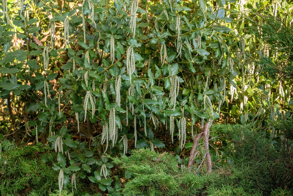 James roof or Garrya elliptica and evergreen shrub flowering in winter with long silvery catkins up to 20 cm long. Shining wavy-edged leaves are dark green in colour. Landscape format.