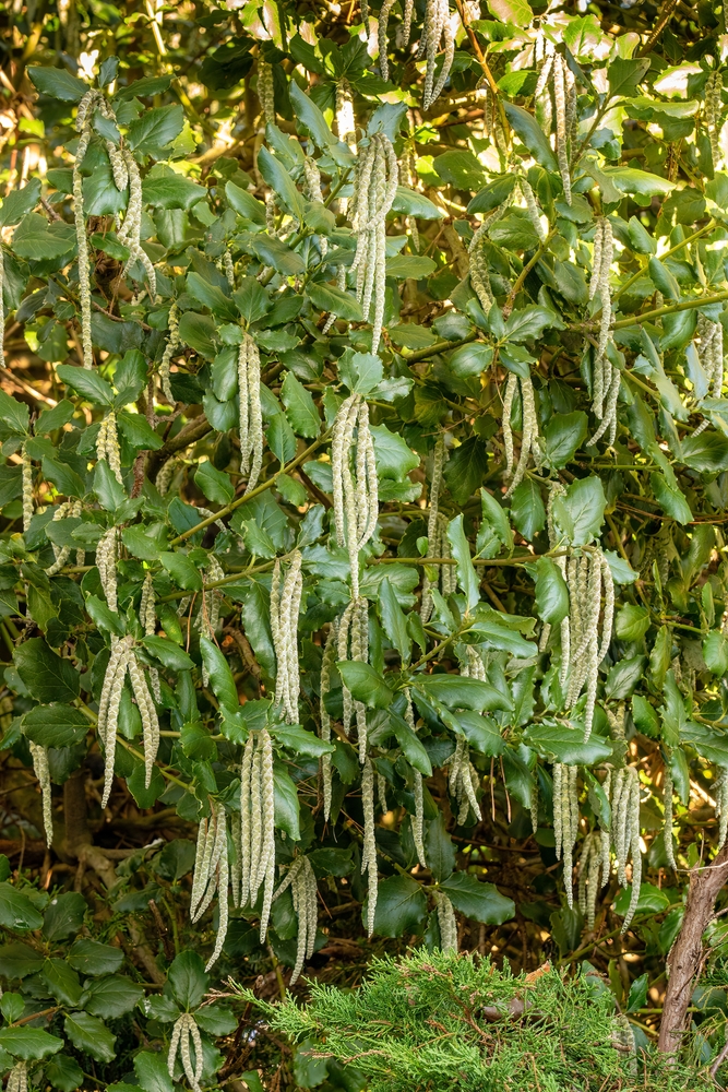 James roof or Garrya elliptica evergreen shrub is flowering in winter. The flowers are long silvery catkins that are up to 20 cm long. Shining wavy-edged leaves are dark green in colour.
