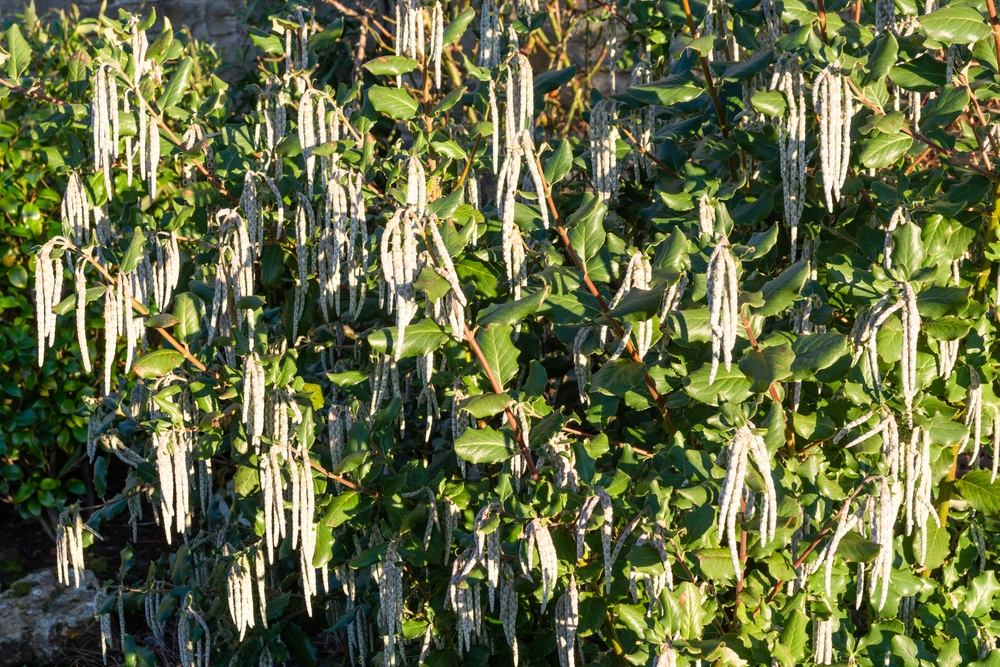 Evergreen shrub, Garrya elliptica with catkins