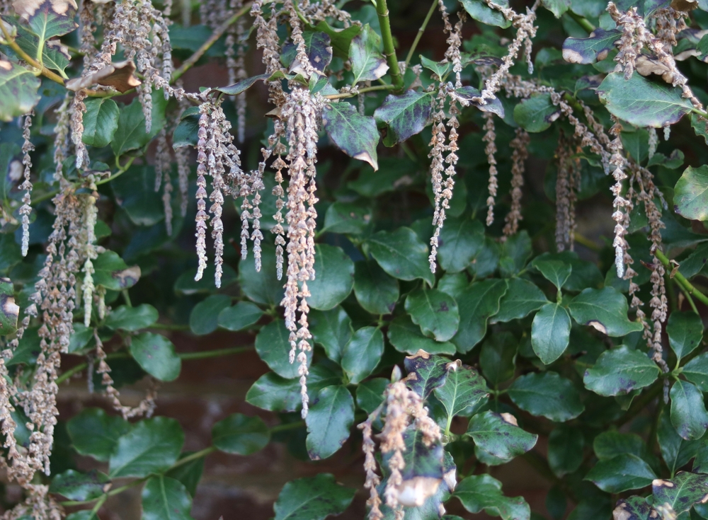 Architectural plant garrya elliptica bush with catkins dangling from twigs