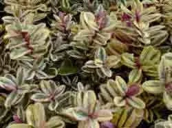 Hebe tricolor often suffers winter damage, so a light prune each spring will probably be necessary
