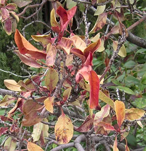Photinia Red Robin with Leaf Spot