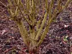 The new growths from the old pruning cuts can be seen