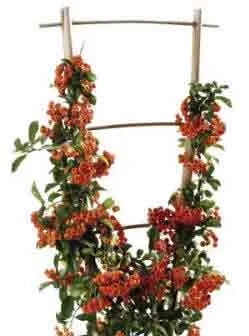 Trained Pyracantha Firethorn