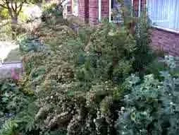 Spiraea Japonica