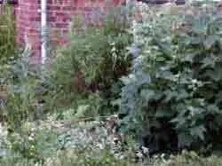 Pruning Spiraea Snowmound now finished