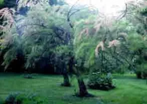 Tamarix Tentandra