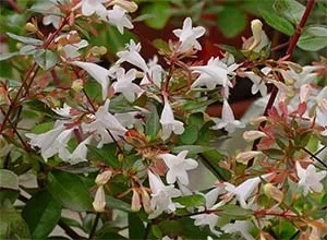 Abelia x grandiflora Francis Mason