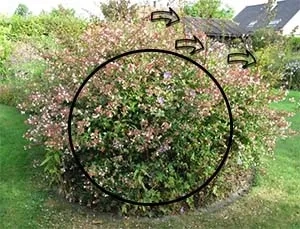 Abelia Pruning Guide