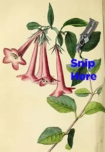 Abelia Pruning Guide