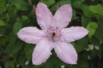 Clematis Hagley Hybrid