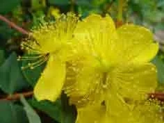 Hypericum Elstead