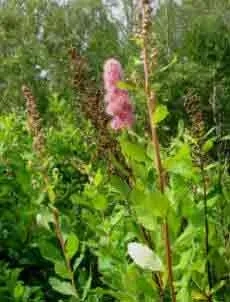 Spiraea douglasii ready for pruning after the last of the flowers