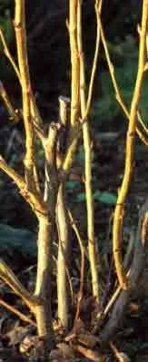 Pruning Shrubs