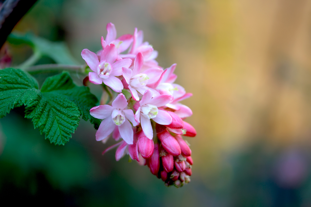 Pink flowering currant (Ribes sanguineum)