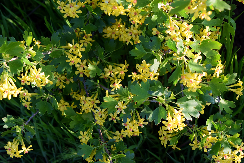 Yellow flowers of golden currant (Ribes aureum). Spring season.