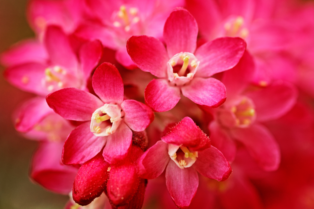 flowering currant flowers