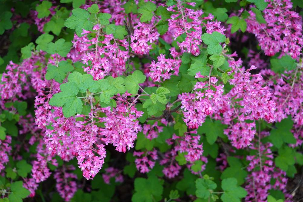 Ribes sanguineum, the flowering currant, redflower currant, or red-flowering currant, is a North American species of flowering plant in the family Grossulariaceae, native to the western US and Canada.