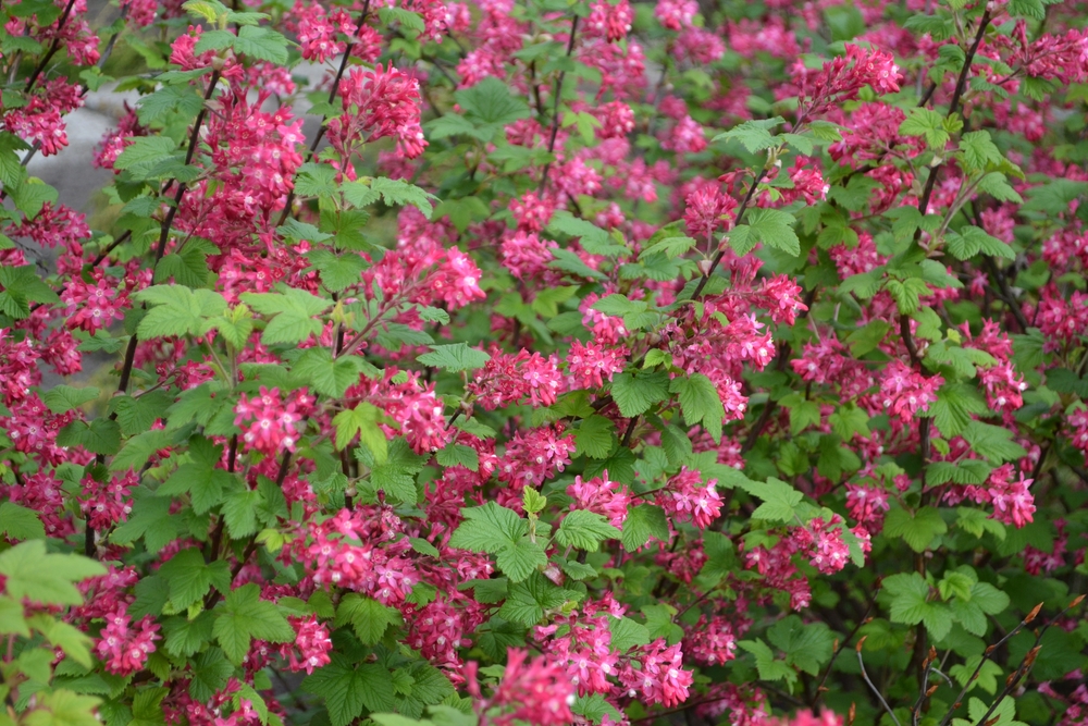 Flowering red flower currant (Ribes sanguineum)